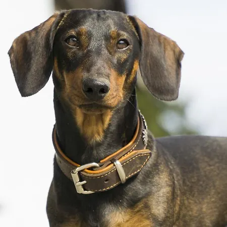 Gasthof Zur Post Hof bei Salzburg